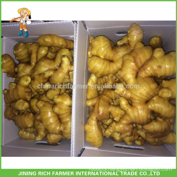 Export Fresh Ginger 150g 10kg/carton Kuwait